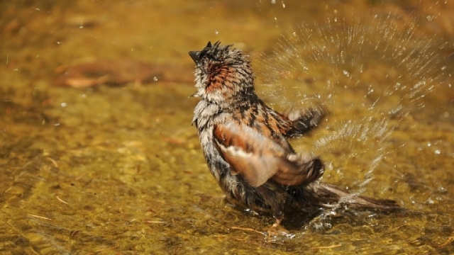 Twitter non riesce pi&ugrave; a volare