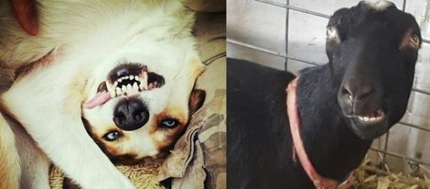Animais saíram com posições e caras inusitadas em fotos Animais saíram com posições e caras inusitadas em fotos