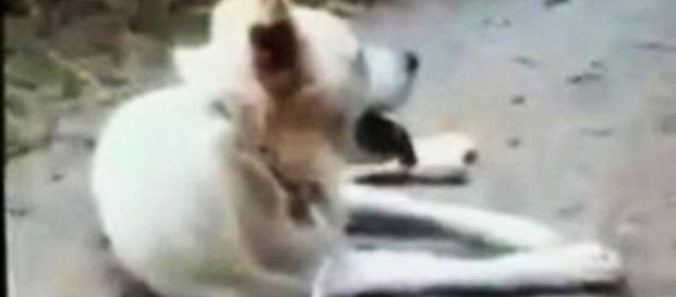 Il cane Angelo ripreso dai suoi aguzzini alcuni minuti prima di essere barbaramente ucciso. Il cane Angelo ripreso dai suoi aguzzini alcuni minuti prima di essere barbaramente ucciso.
