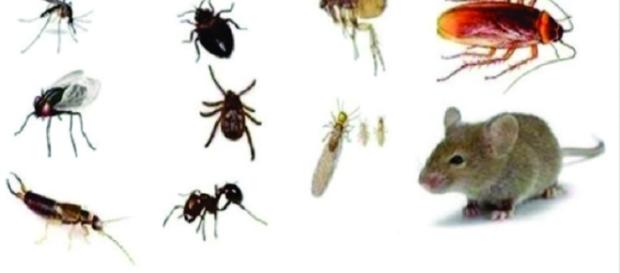Receitas caseiras para se livrar de pequenos insetos Receitas caseiras para se livrar de pequenos insetos
