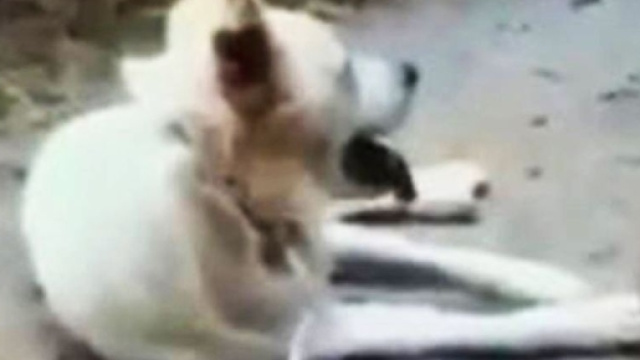 Il cane Angelo ripreso dai suoi aguzzini alcuni minuti prima di essere barbaramente ucciso.