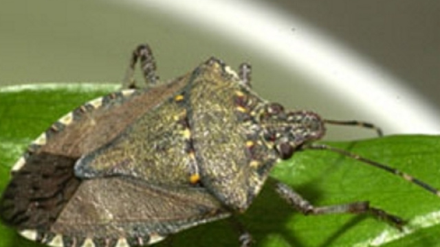 Le cimici cinesi invadono le nostre campagne