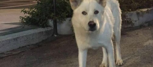 In marcia su Sangineto, il paese dove è stato ucciso il cane Angelo