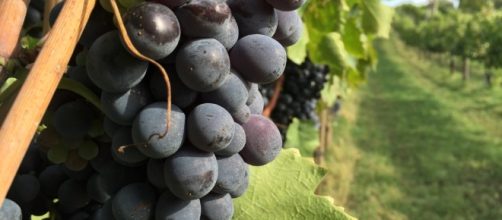 Vino Naturale, la rivoluzione è gia qui! | Laboratorio Enologico ... - laboratorioenologicotoscano.it