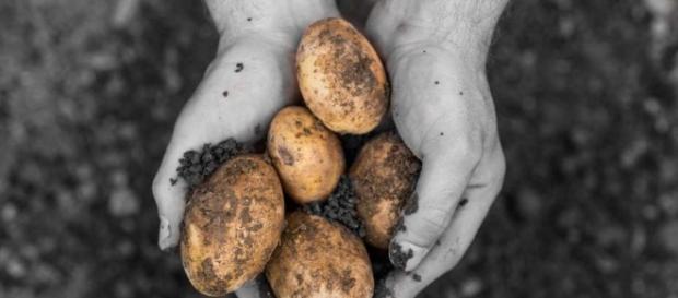 El cambio climático destruye el 20% del cultivo anual de patata en ... - rtve.es El cambio climático destruye el 20% del cultivo anual de patata en ... - rtve.es