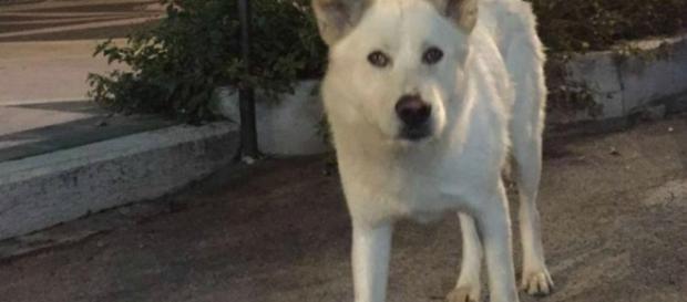 In marcia su Sangineto, il paese dove è stato ucciso il cane Angelo In marcia su Sangineto, il paese dove è stato ucciso il cane Angelo