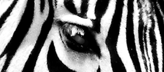 Zebra in iSimangaliso / Photo own work - Jane Flowers Zebra in iSimangaliso / Photo own work - Jane Flowers
