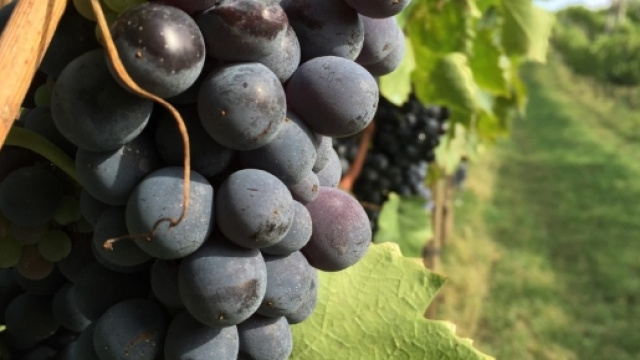 Vino Naturale, la rivoluzione è gia qui! | Laboratorio Enologico ... - laboratorioenologicotoscano.it