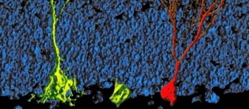 Cellule staminali (in giallo) e un neurone maturo (in rosso) da: http://www.nature.com/nature/journal/v493/n7431/full/nature11689.html