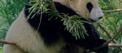 Pandas deserve to sta in their natural environment by https://www.flickr.com/photos/bootbearwdc/