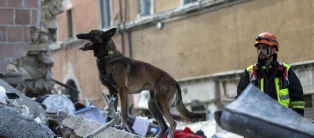 Cani e gatti percepiscono prima i terremoti Cani e gatti percepiscono prima i terremoti