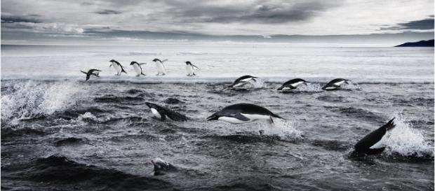 Pinguini Adelie în Marea Ross, Antarctica Pinguini Adelie în Marea Ross, Antarctica