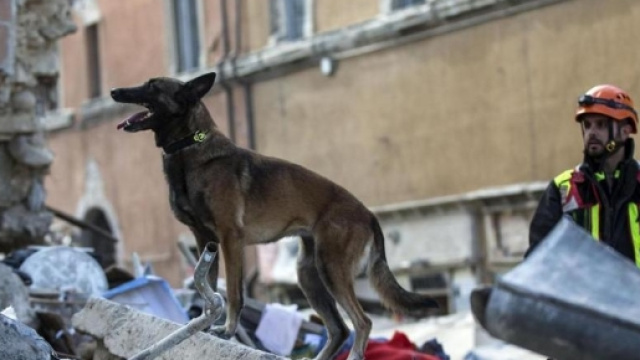 Cani e gatti percepiscono prima i terremoti