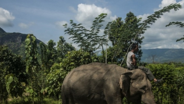 WWF: “Mondo selvaggio addio? Entro 2020 spariranno due terzi delle ... - agoramagazine.it