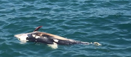 Lungomare Liberato: delfino nei mari di Aci Trezza