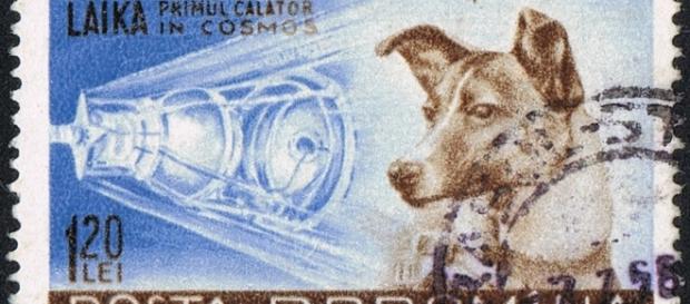 Selo, com origem na Roménia, em homenagem a Laika. Selo, com origem na Roménia, em homenagem a Laika.