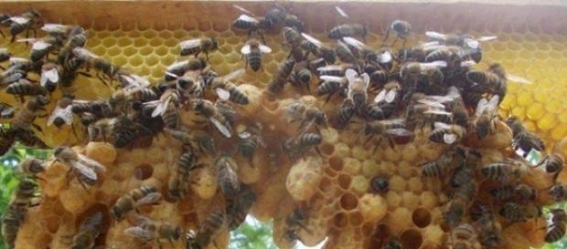 Apiculture : 70% des abeilles ont disparu. 15000 apiculteurs en moins depuis 10 ans Apiculture : 70% des abeilles ont disparu. 15000 apiculteurs en moins depuis 10 ans
