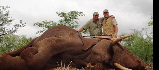 Imagem de elefante abatido por caçadores Imagem de elefante abatido por caçadores