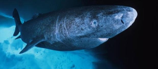 Por el momento no se conoce ningún vertebrado que haya alcanzado los 512 años, aparte del tiburón de Groenlandia Por el momento no se conoce ningún vertebrado que haya alcanzado los 512 años, aparte del tiburón de Groenlandia
