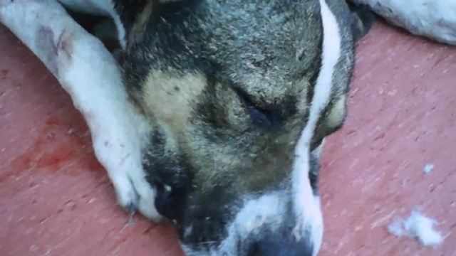 BONAGIA, CANE UCCISO DAVANTI ALLA FOLLA PER FAR ALLENARE UN ... - nonsoloanimali.com