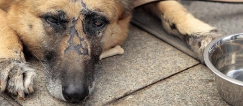 Secondo la relazione "Aspetti psicopatologici del maltrattamento sugli animali" chi è crudele con gli animali è pericoloso anche per l'uomo.