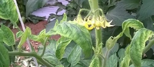 (Tomato Yellow Leaf Curl Virus) TYLCV