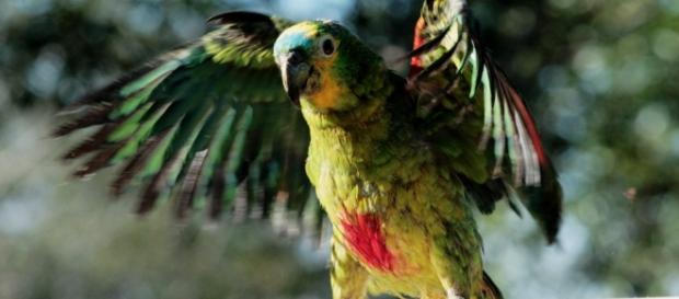 A idosa, que já possuía autorização para cuidar do animal, entrou na justiça e teve seu direito garantido A idosa, que já possuía autorização para cuidar do animal, entrou na justiça e teve seu direito garantido
