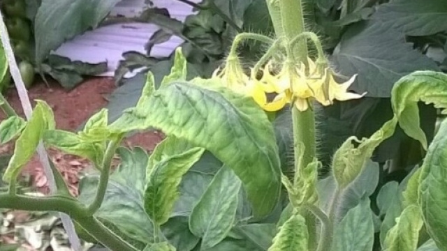 (Tomato Yellow Leaf Curl Virus) TYLCV