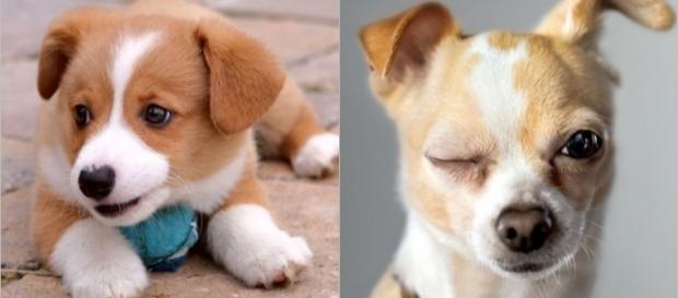 Mitos que costumam ser ditos sobre cachorros. Mitos que costumam ser ditos sobre cachorros.