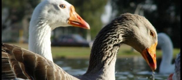 Imagem de criação de patos no Brasil Imagem de criação de patos no Brasil