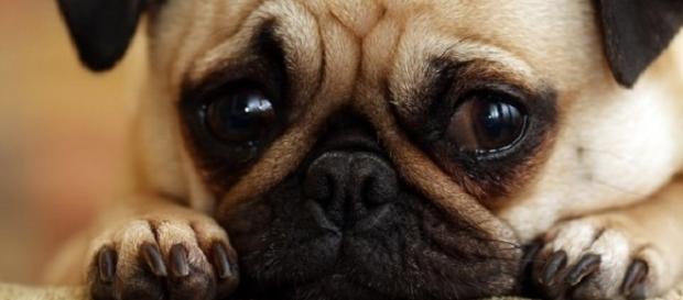 6 vezes que o seu parceiro canino disse 'eu te amo' 6 vezes que o seu parceiro canino disse 'eu te amo'