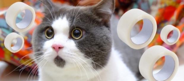 A reação dos gatos é bastante peculiar. A reação dos gatos é bastante peculiar.