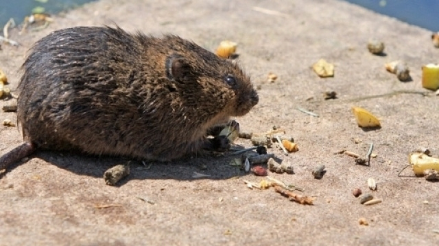 Morso da un ratto ha contratto la rabbia. Uomo nel ravennate ha rischiato la vita.