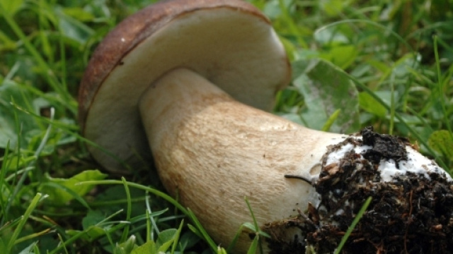 Sassari, mangiano funghi velenosi e finiscono al Pronto soccorso