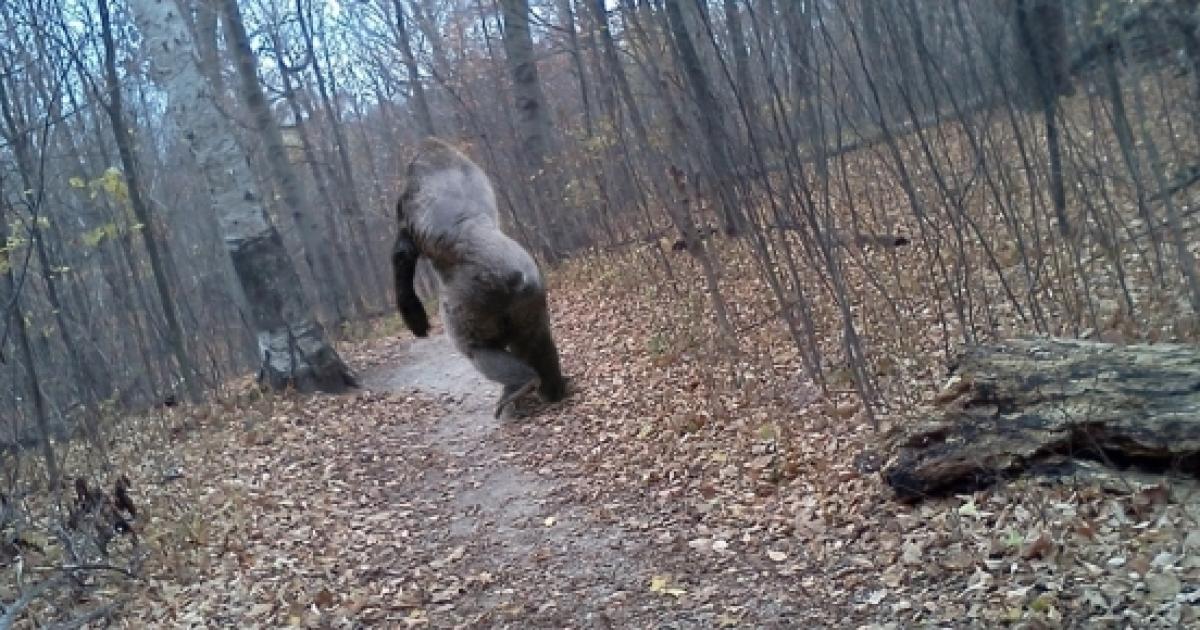 Bigfoot Caught On Michigan Eagle Cam Check Out Video Of Dark Entity   Is There Any Proof That Bigfoot Is Real Photo Blasting News Library Wonderopolis Wonderopolis Org 907993 