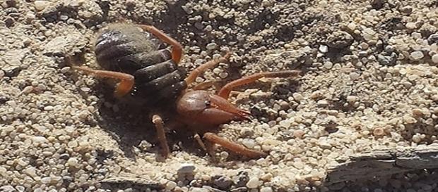 Gluvia Dorsalis, el poderoso gladiador ibérico (foto tomada en Villena) Gluvia Dorsalis, el poderoso gladiador ibérico (foto tomada en Villena)