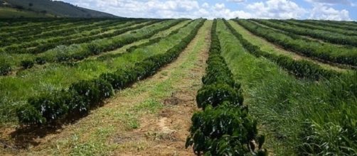 Marcas de café apresentaram larvas e parasitas