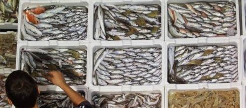 Pesce e favori al Mercato ittico Assoluzione per 23 braccianti - ilgazzettino.it