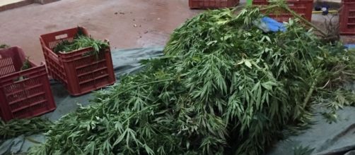 Venti piante di Marijuana erano nascoste in una cascina di Poirino: arrestati tre uomini responsabili della coltivazione.