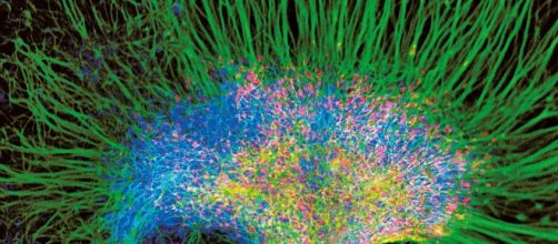 Cellule nervose durante lo sviluppo (http://www.treccani.it/enciclopedia/cellule-staminali-neurali_(Dizionario-di-Medicina)/)