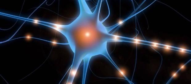 Neuroscienze: nuova scoperta sulla schizofrenia - unito.it Neuroscienze: nuova scoperta sulla schizofrenia - unito.it