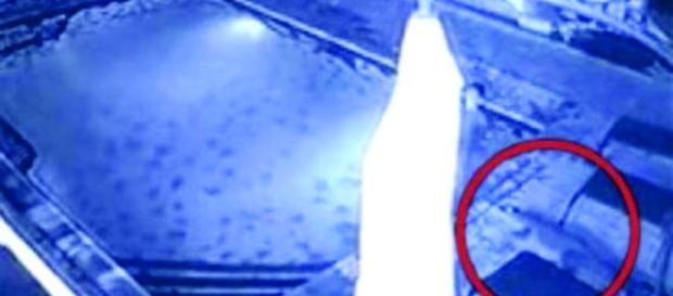 Crocodilo ataca casal em piscina Crocodilo ataca casal em piscina