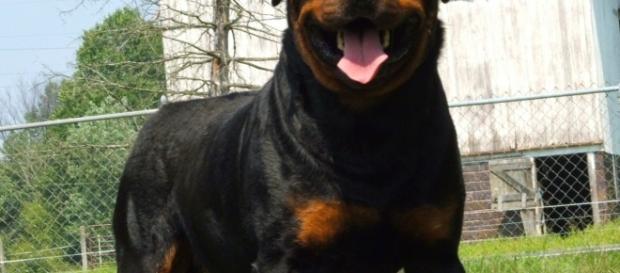 L'Aquila, bimba azzannata da un Rottweiler ad Halloween L'Aquila, bimba azzannata da un Rottweiler ad Halloween