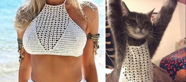 O top comprado pela internet, acabou virando a roupa do gato. O top comprado pela internet, acabou virando a roupa do gato.