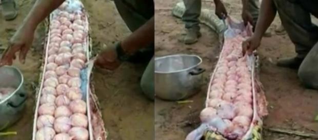 Aldeões nigerianos encontraram ovos no ventre inchado de uma cobra, pensando que ela havia comido seu gado (Crédito: YouTube/twoface) Aldeões nigerianos encontraram ovos no ventre inchado de uma cobra, pensando que ela havia comido seu gado (Crédito: YouTube/twoface)