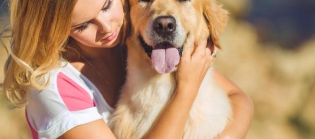 Aprenda a tratar o medo excessivo nos cães Aprenda a tratar o medo excessivo nos cães