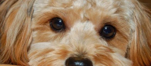 Buscar um veterinário para tratar das remelas é importante. Buscar um veterinário para tratar das remelas é importante.