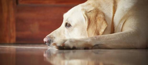Cachorros sofrem muito coma perda de seus donos Cachorros sofrem muito coma perda de seus donos
