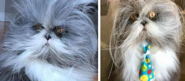 Este bichinho é um cachorro ou um gato? Este bichinho é um cachorro ou um gato?