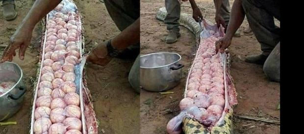 Imagem das centenas de ovos que foram reitaradas do interior da cobra. Imagem das centenas de ovos que foram reitaradas do interior da cobra.